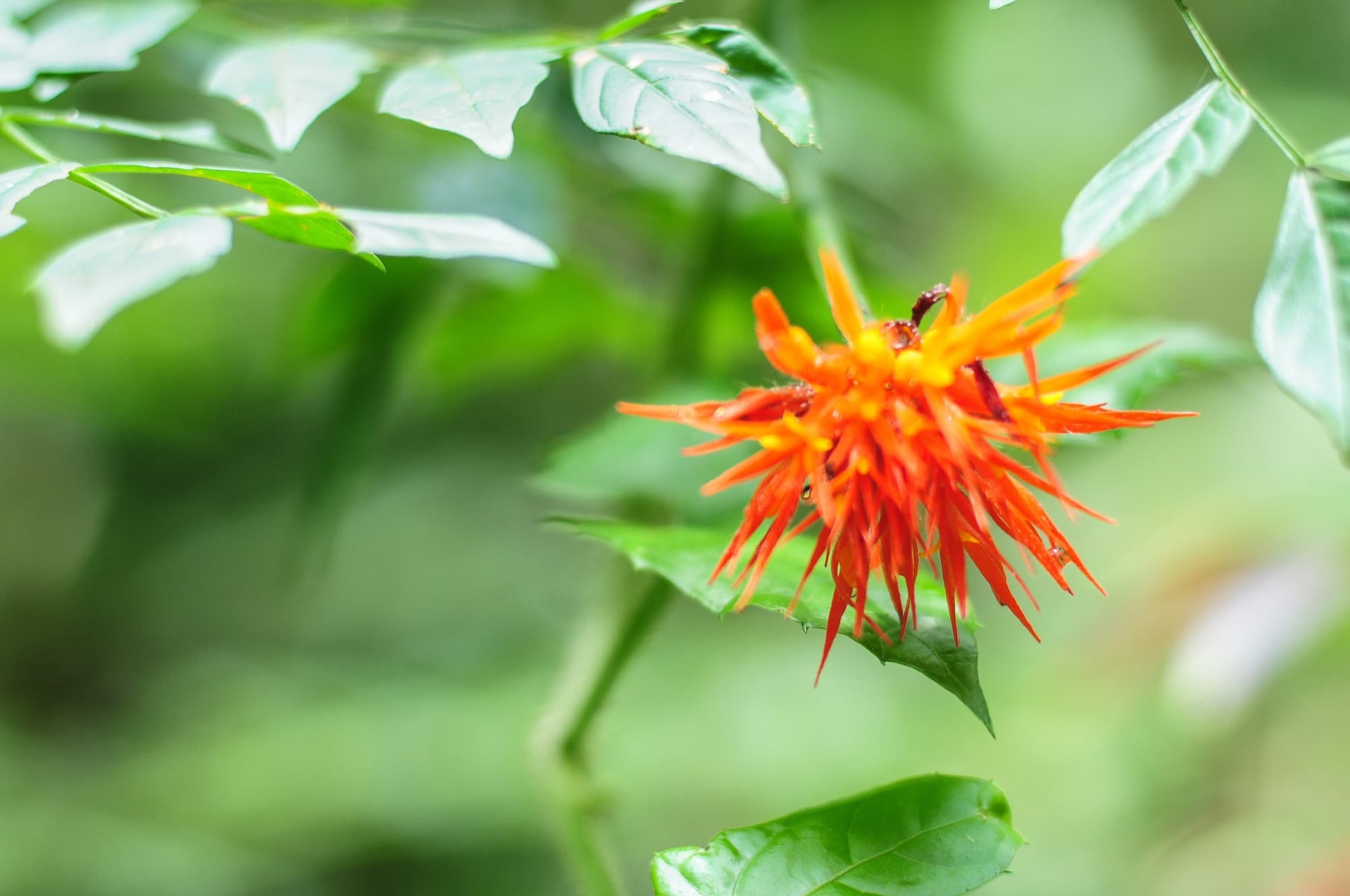 Orange forest flower among green leaves, nature photo from Silver Owl Therapy